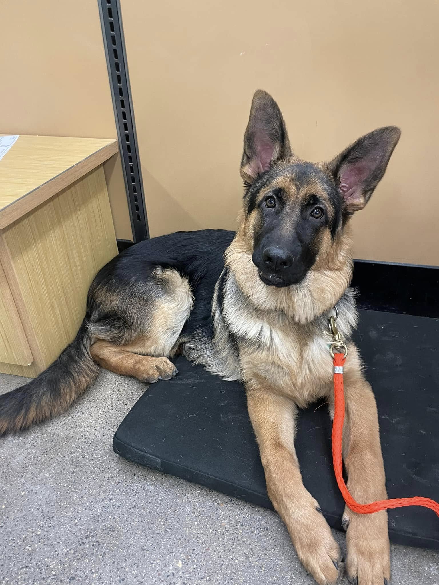 gsd.jpg