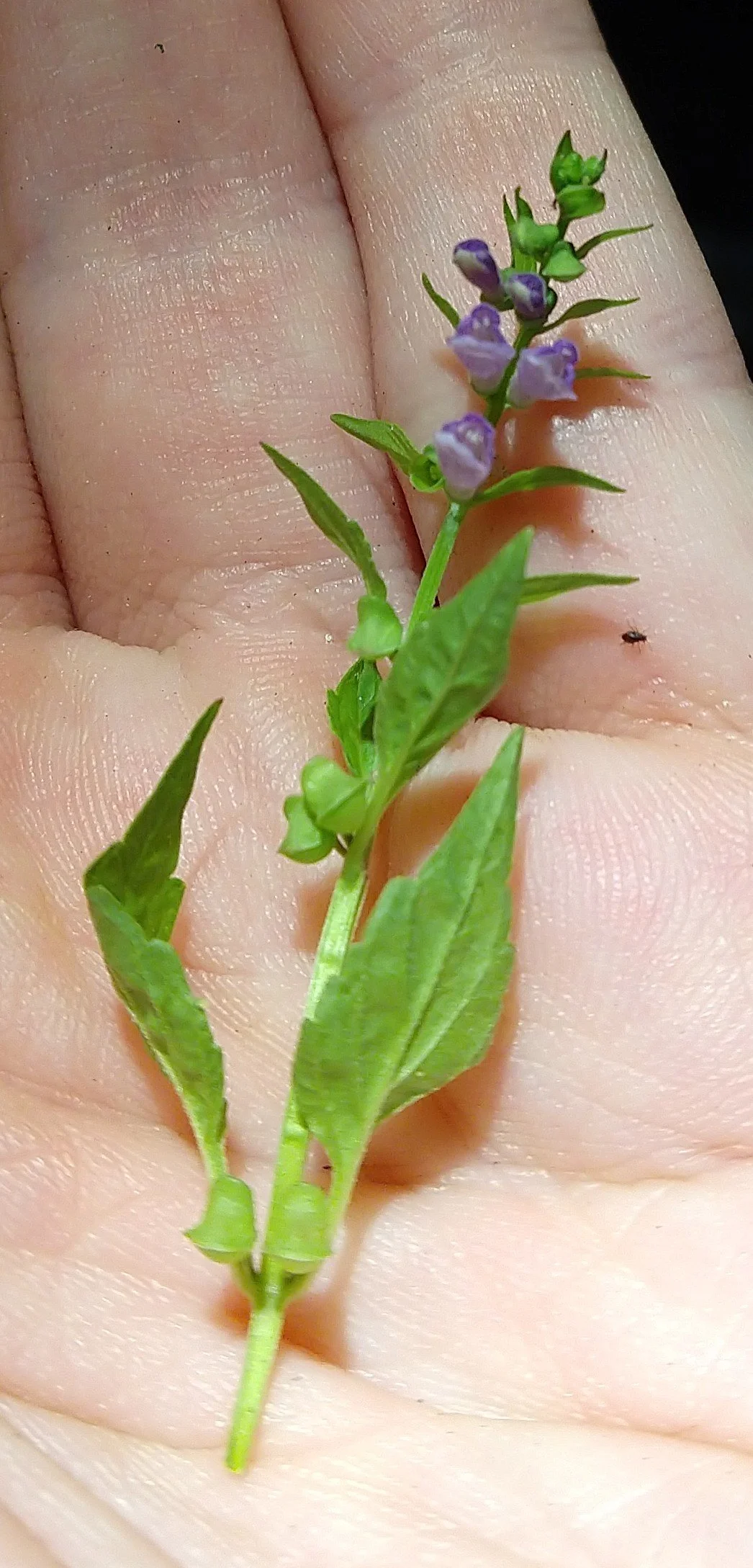 American Skullcap in Flower at Trefoil Gardens