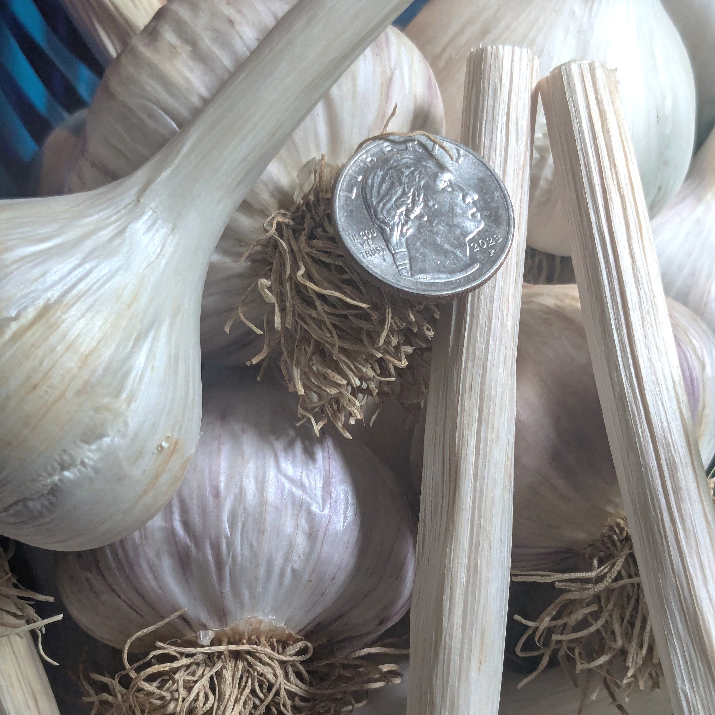 garlic.jpg
