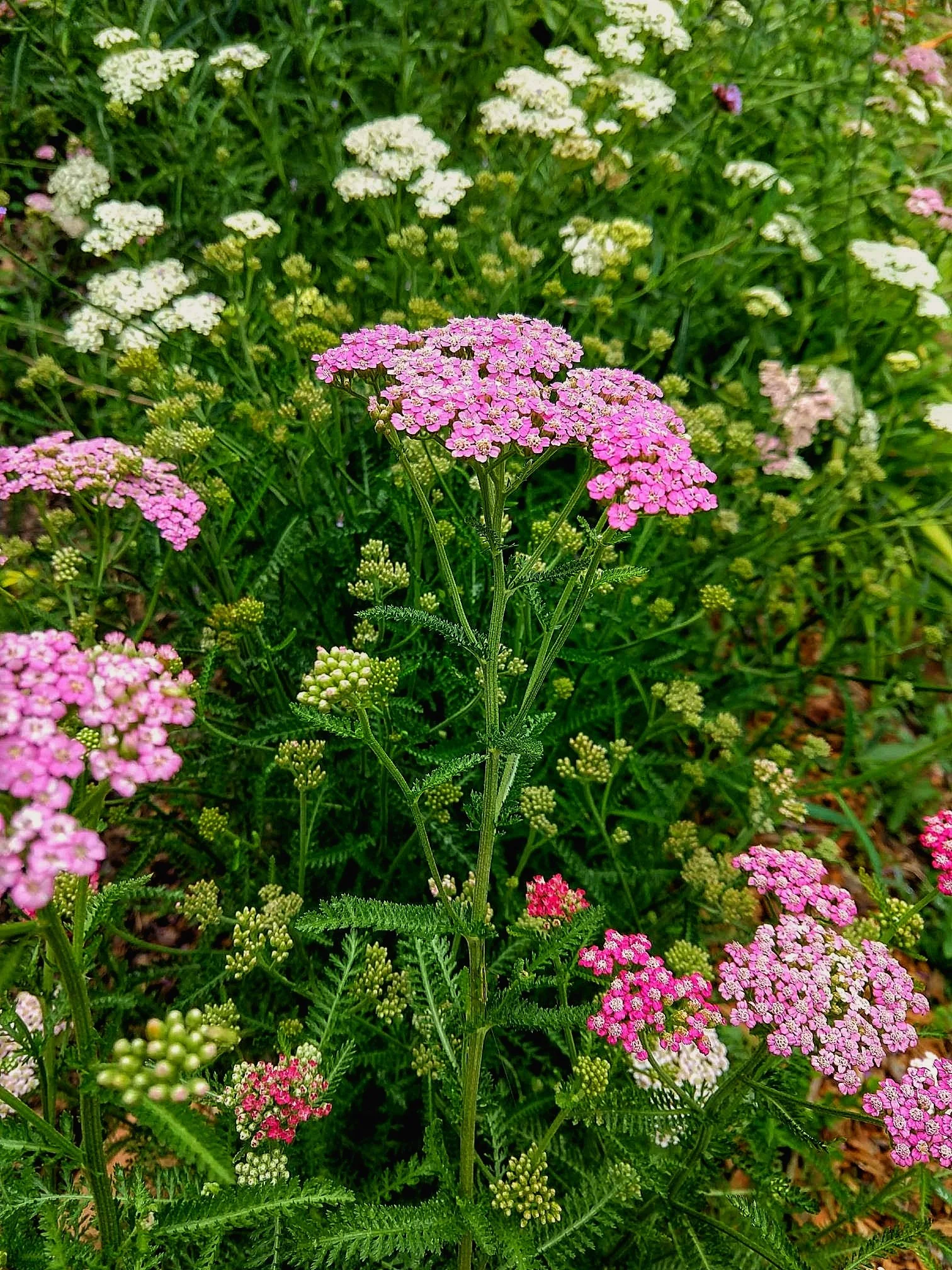 Choose Your Flu-Season Ally: Five Herbs We Reach For in Winter