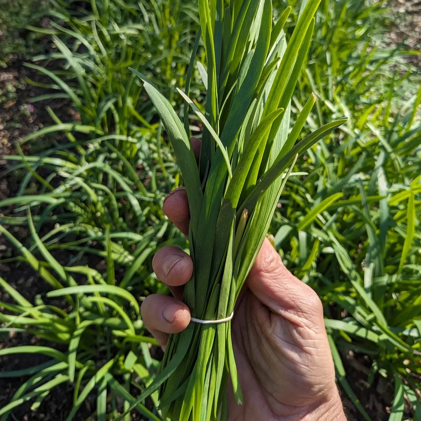 Garlic Chives