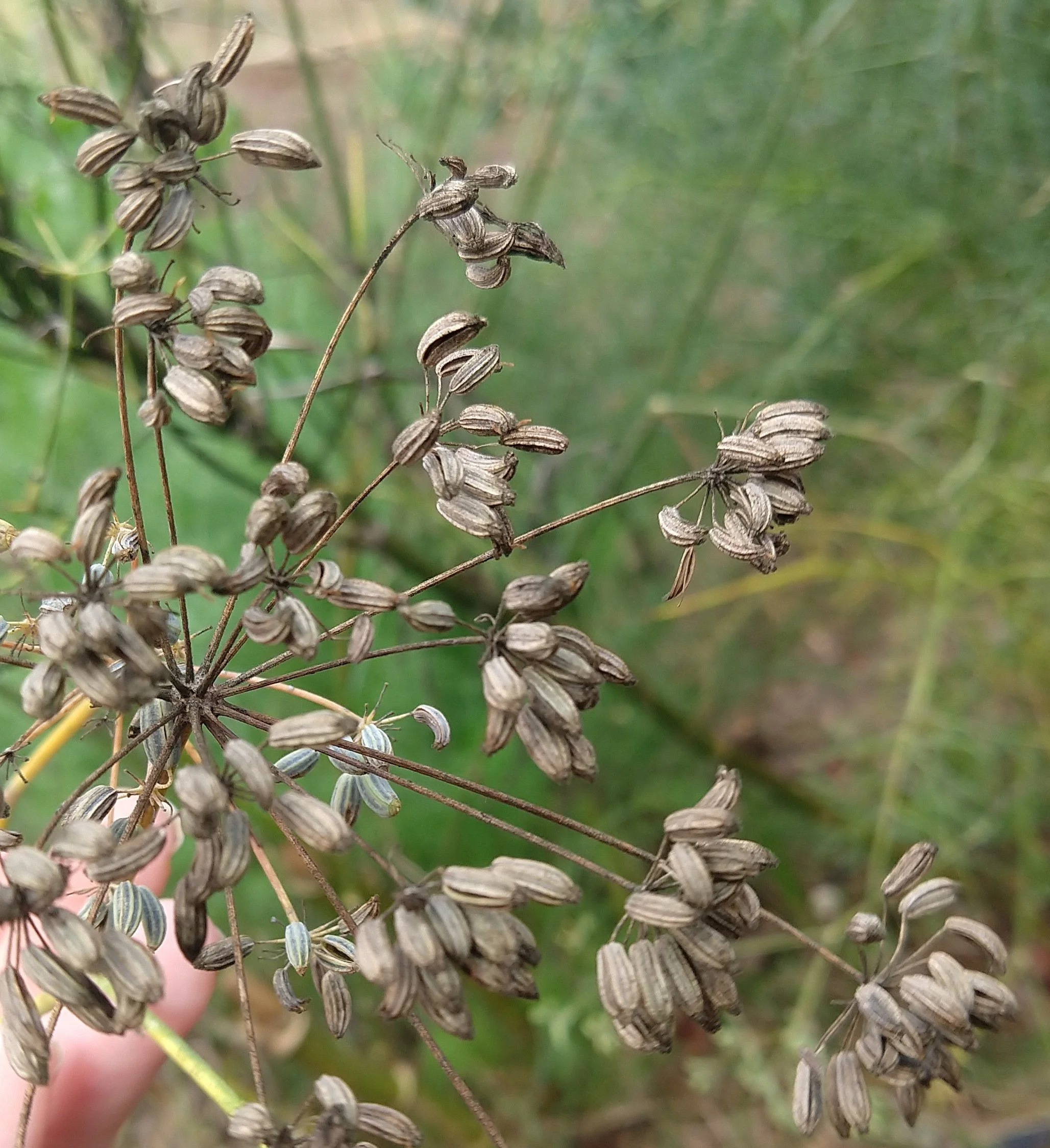 Fennel Seed.jpg