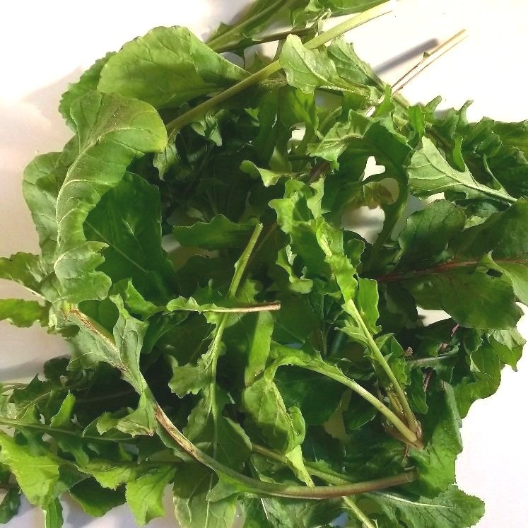 ARUGULA%2BGRAPHIC.jpg