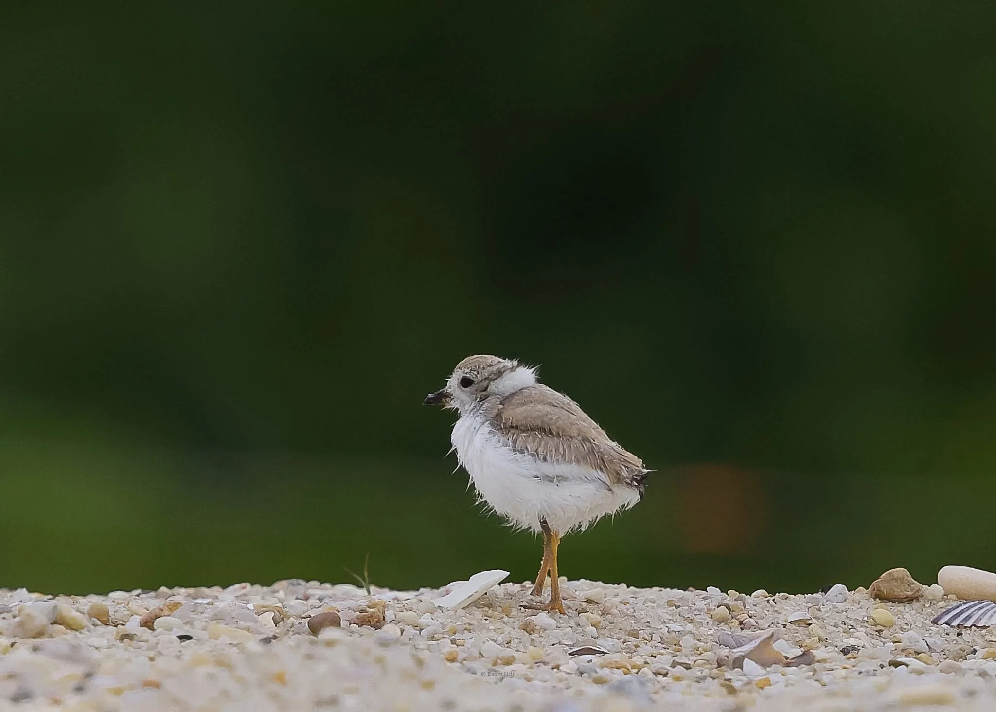 Volunteers Needed! Shorebird Fencing Installation
