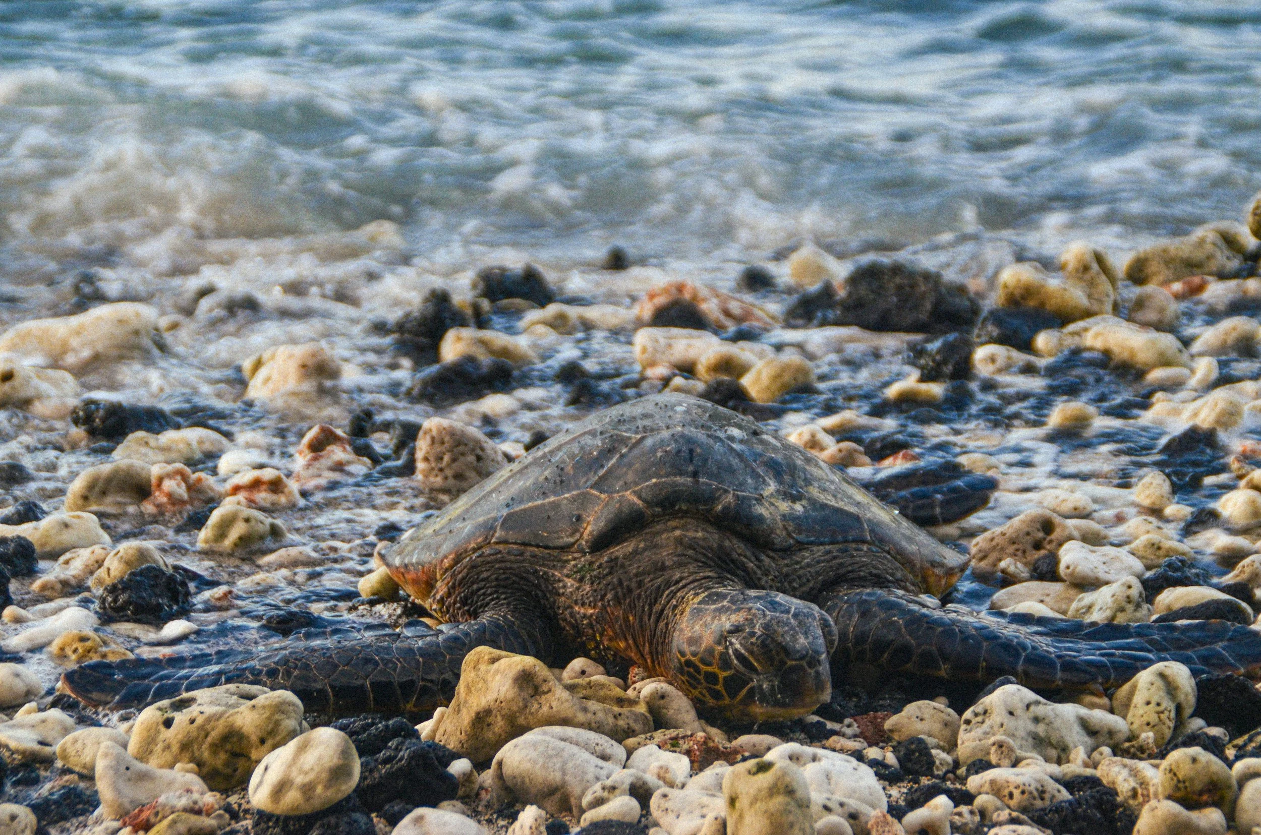 Cold-stunned Sea Turtle Workshop