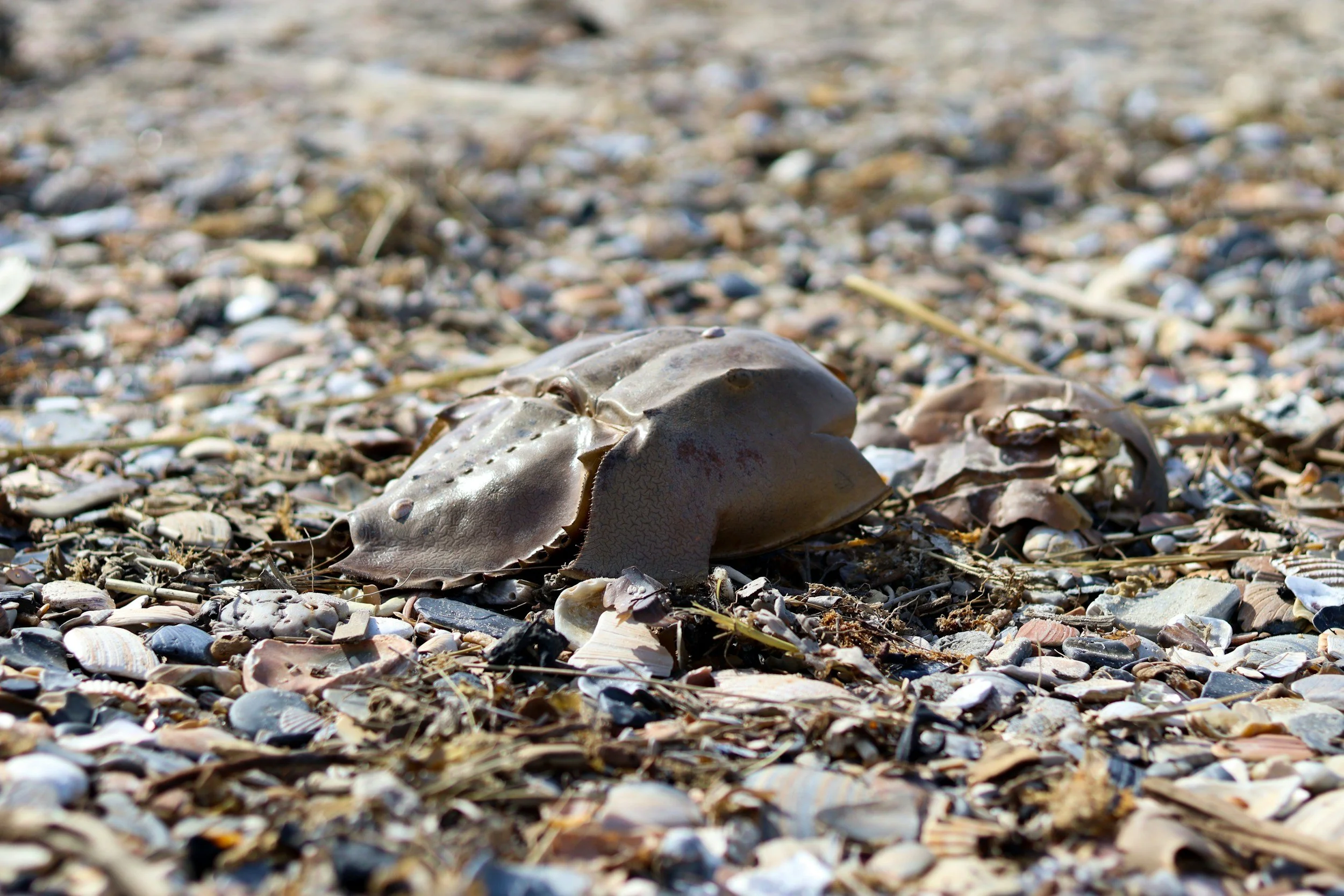 Horseshoe Crab Monitoring