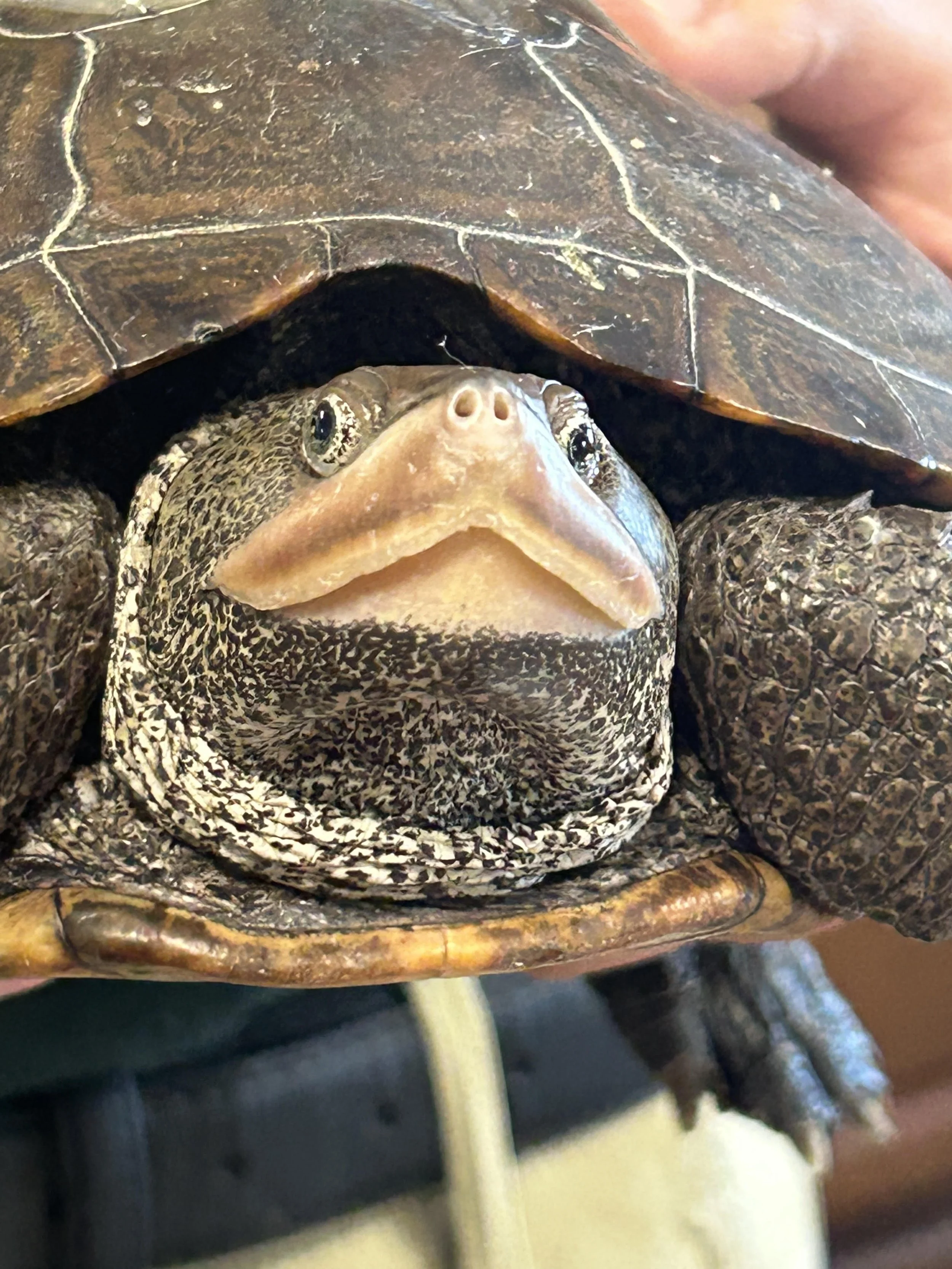 Diamondback Terrapin Monitoring Workshop