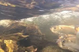 Alewife Monitoring Workshop