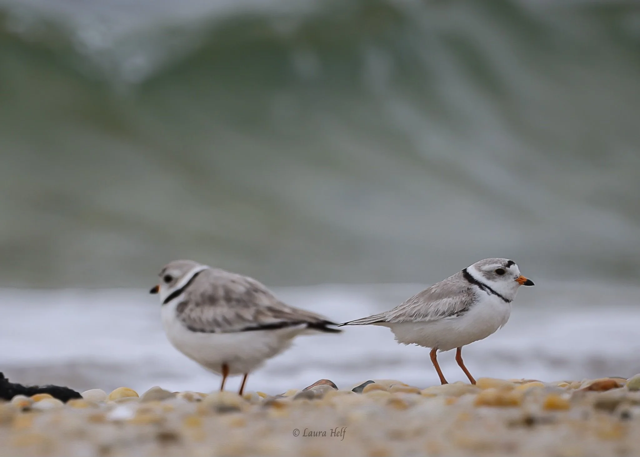 Shorebird Talk