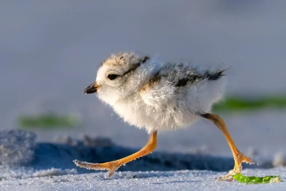 Shorebird Walk