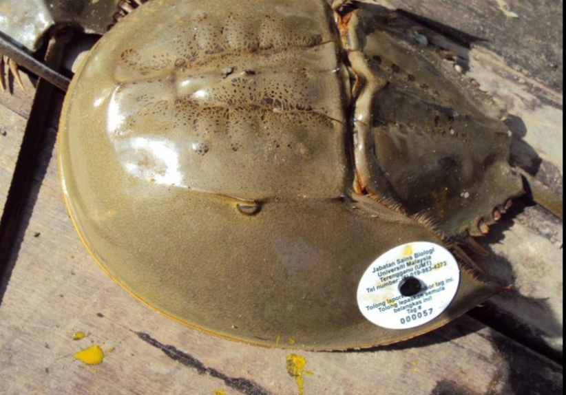 Horseshoe Crab Monitoring