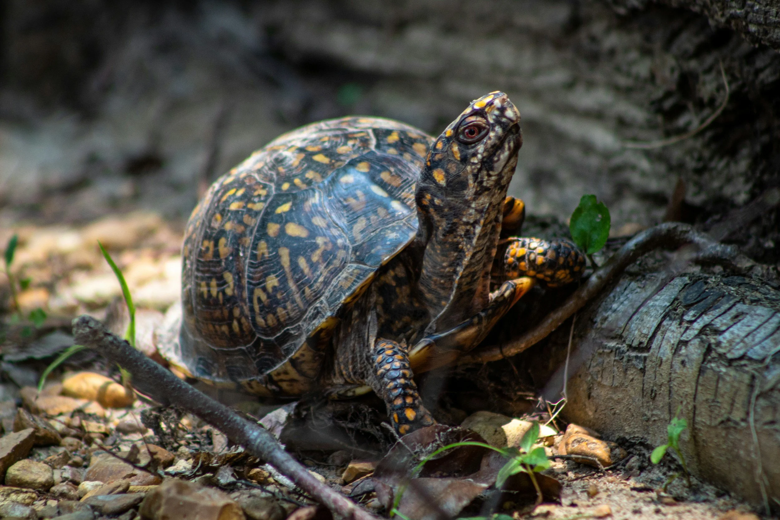 Eastern Box Turtle Monitoring