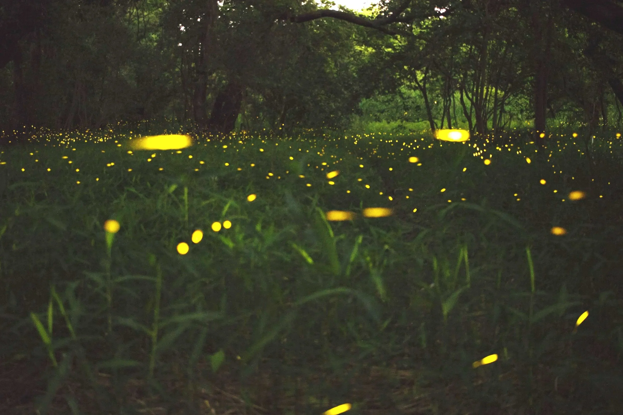 Firefly Festival