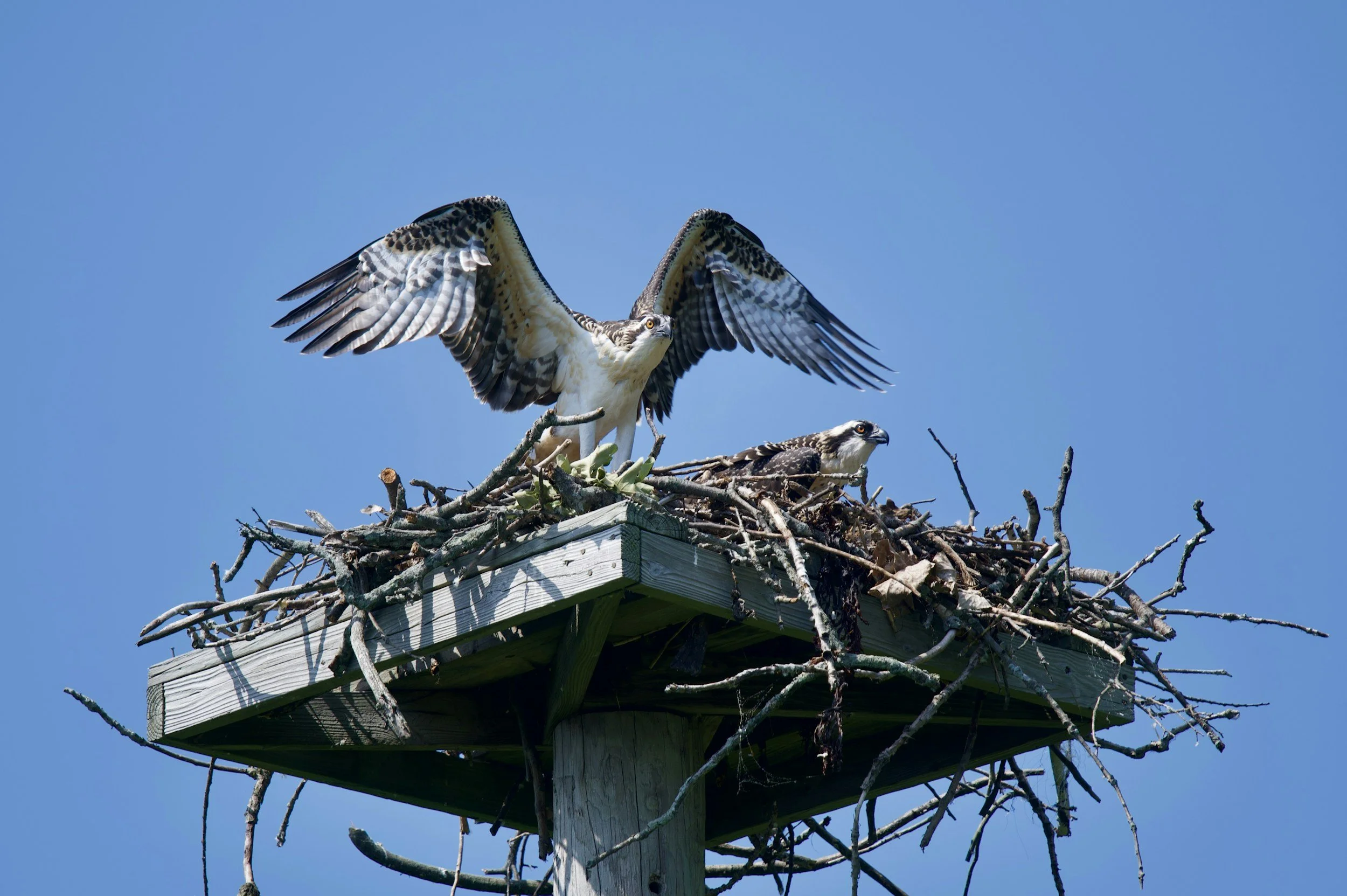 Where Have All the Osprey Gone?
