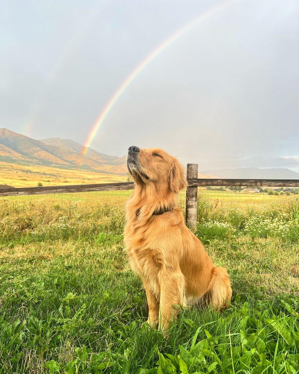Golden Meadow Puppies