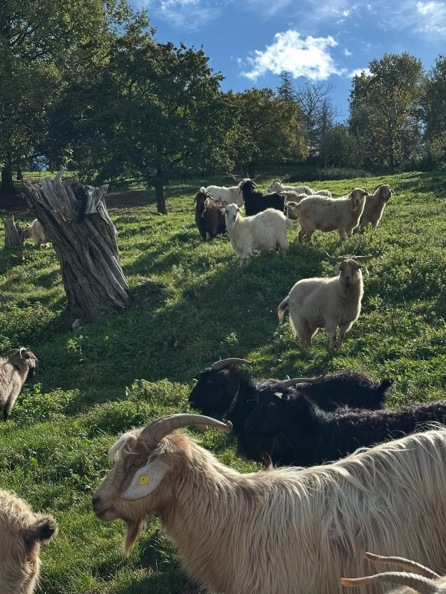 Day 3 of our knitting retreat: wonderful trip to the @chianticashmere to visit Nora who is at this point the only one in Europe providing cashmere. She goats were lovely and the cashmere was unbelievable.