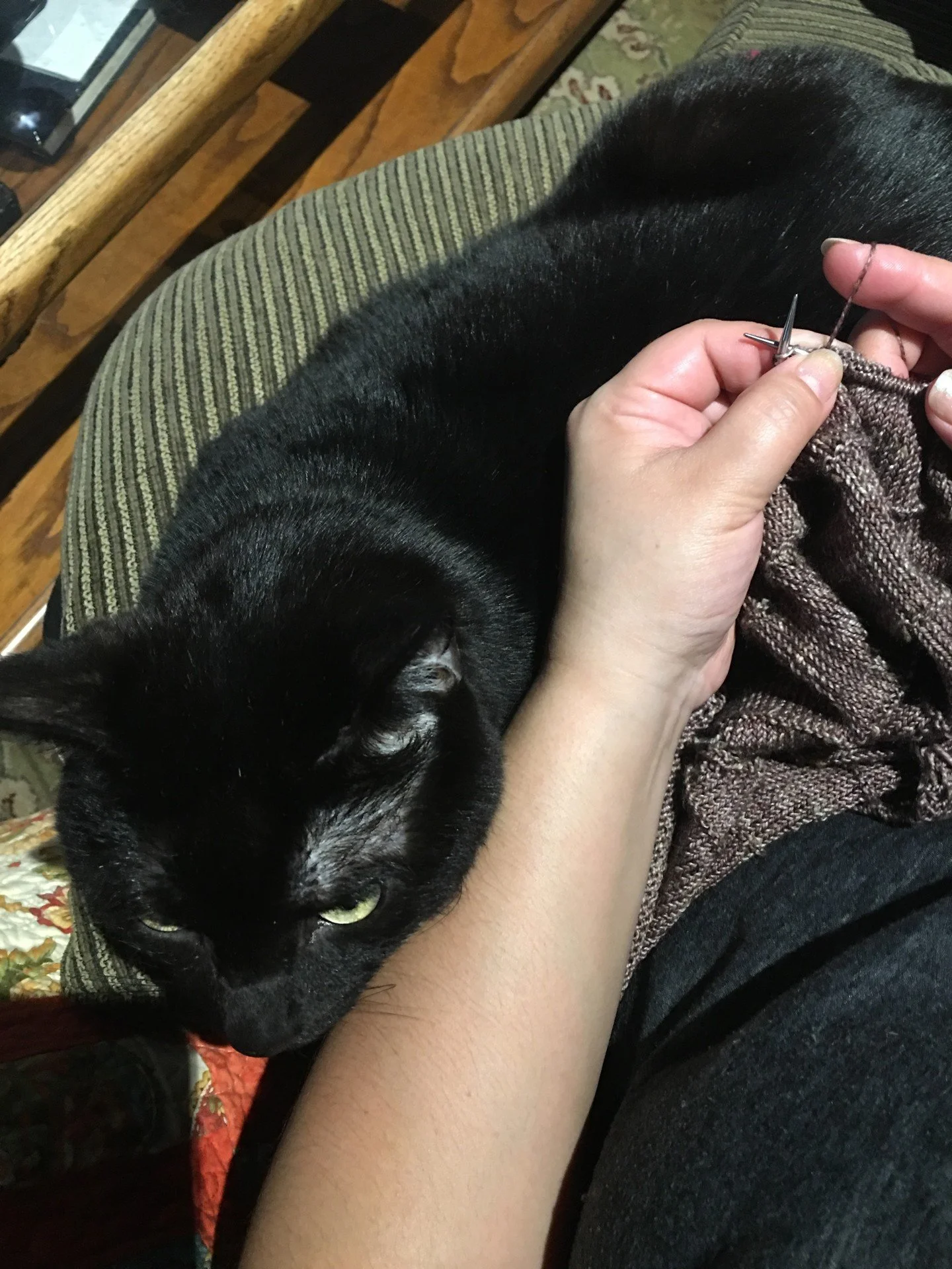 Knitting without my fur baby? That's like purling without yarn! Miss you Jack 🥲 🧶🐱 #FelineKnittingAssistant #MissingMyBubba