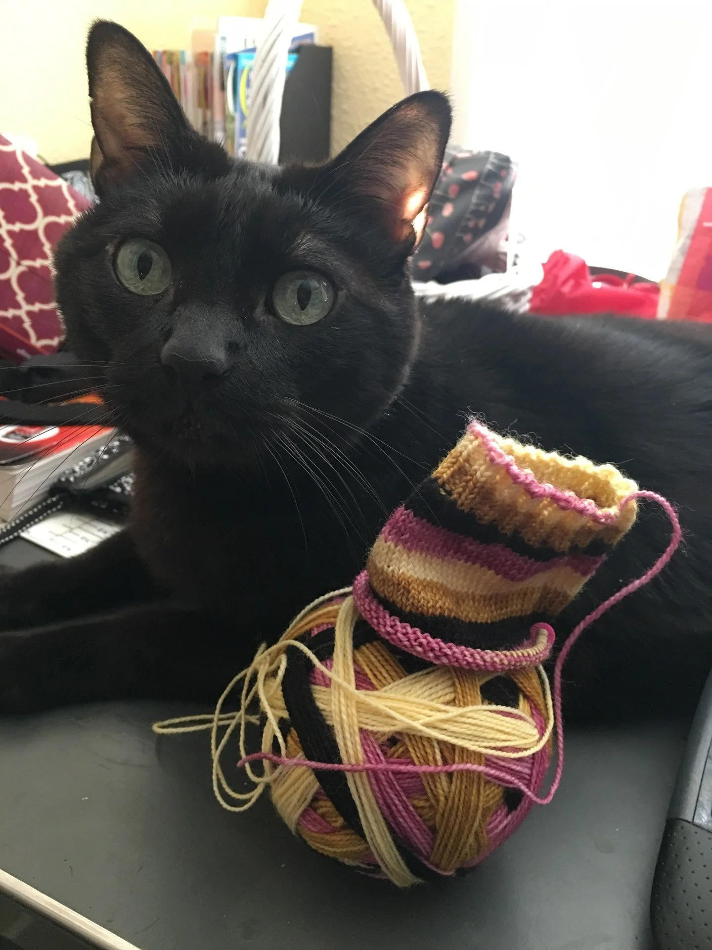 I truly miss having my knitting assistant "Jack" by my side. 💔 Where there was yarn, there was Jack. 🧶 He was always ready to lend a helping paw. #MissingJack #KnittingCompanion #FurryAssistant