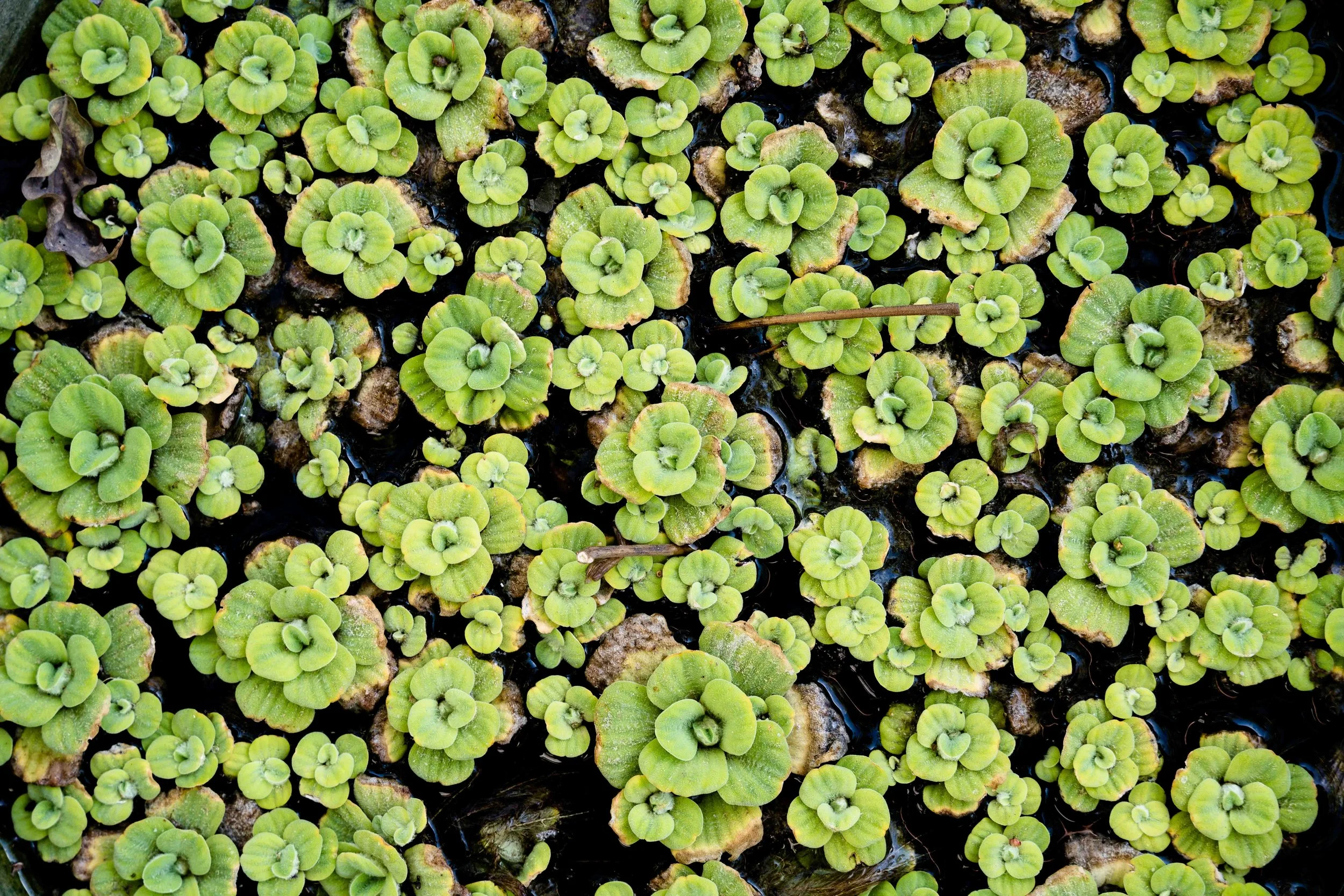 _WC_1277.jpg