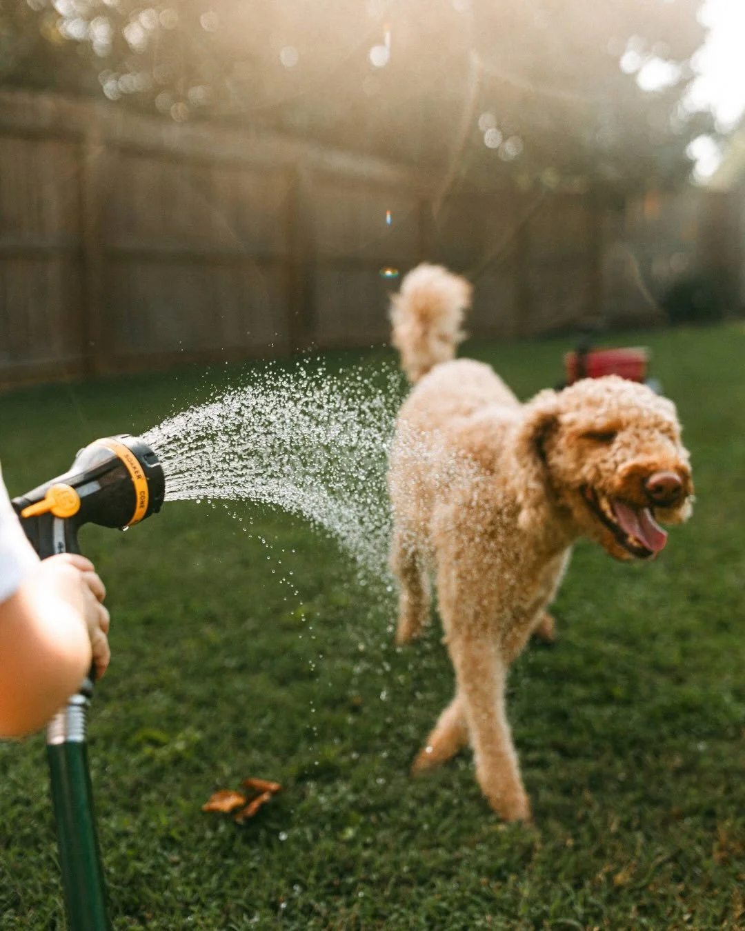 Playing with the hose, a fluffy doodle, and saying goodbye to summer. My kind of session! 🌼