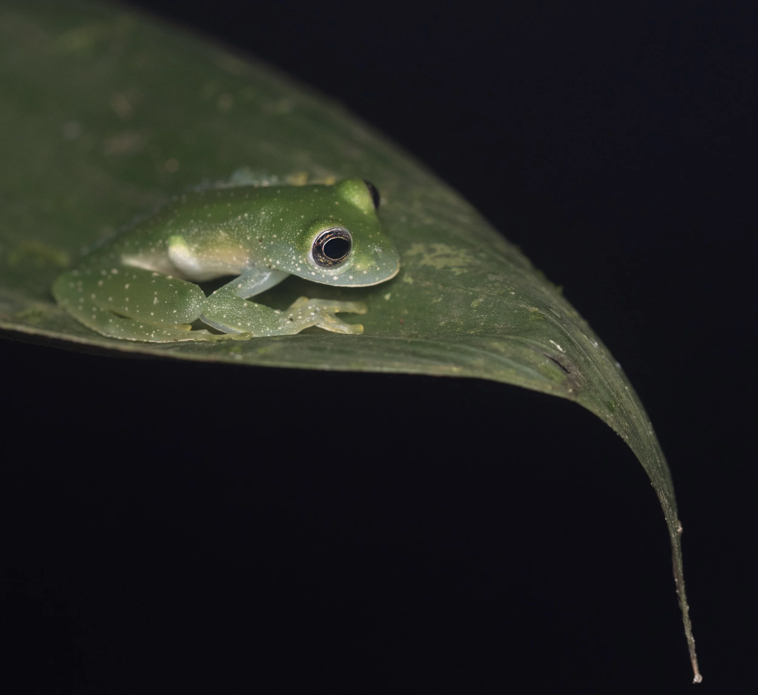 Glass Frog V3.jpg