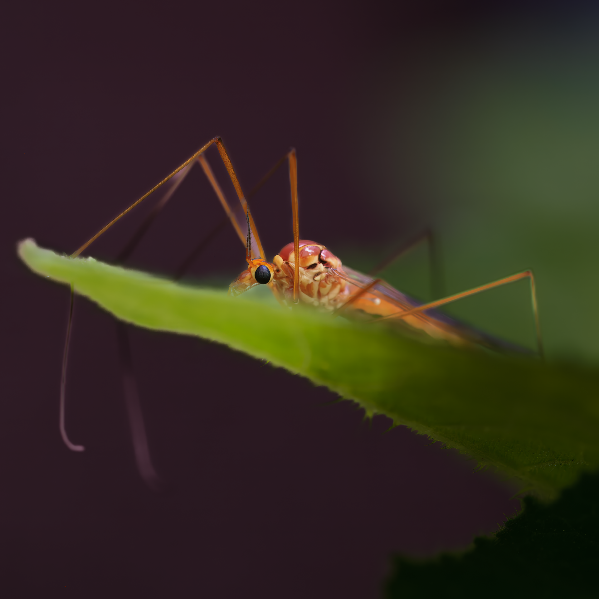 Crane Fly.png