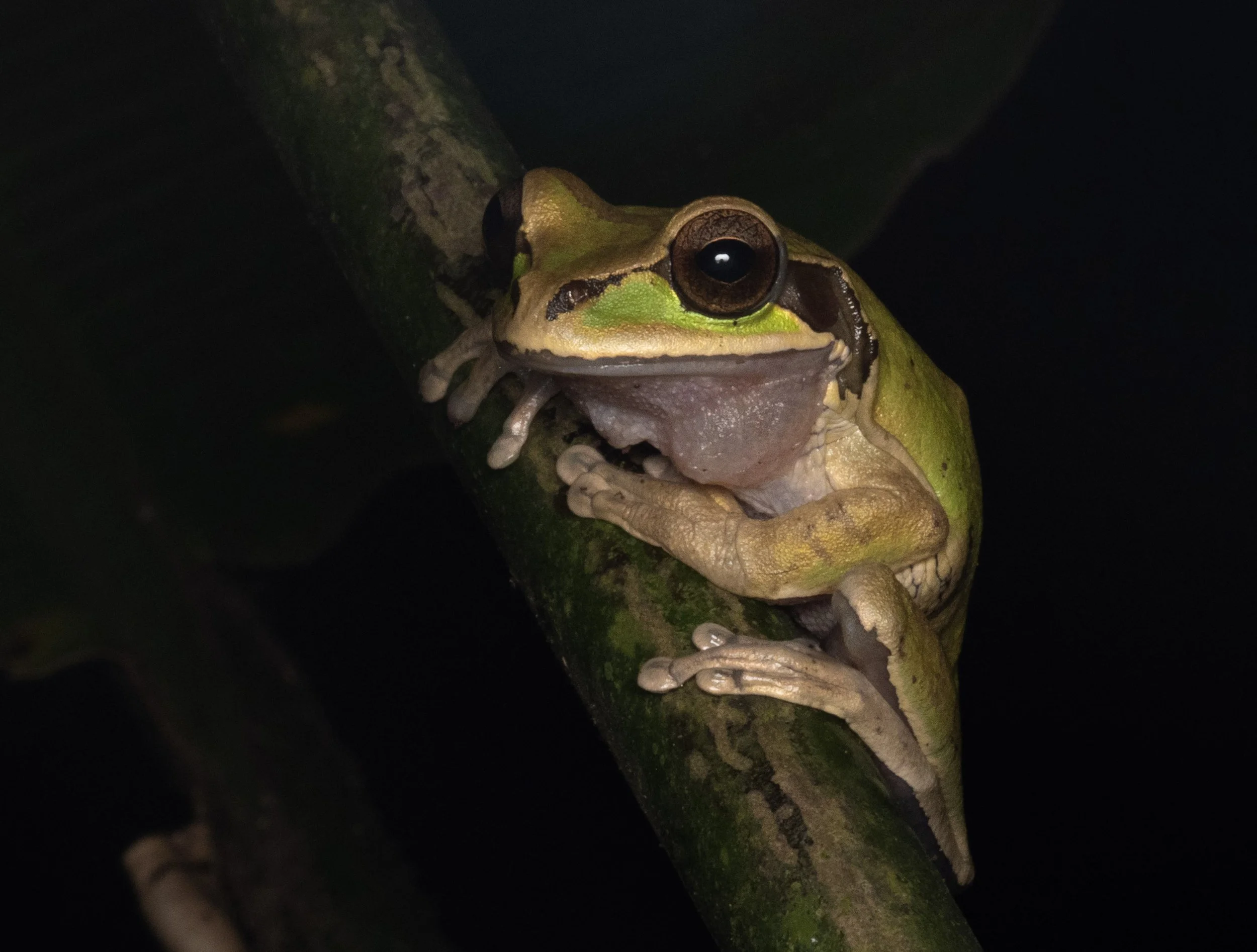 Masked Tree Frog 2.jpg