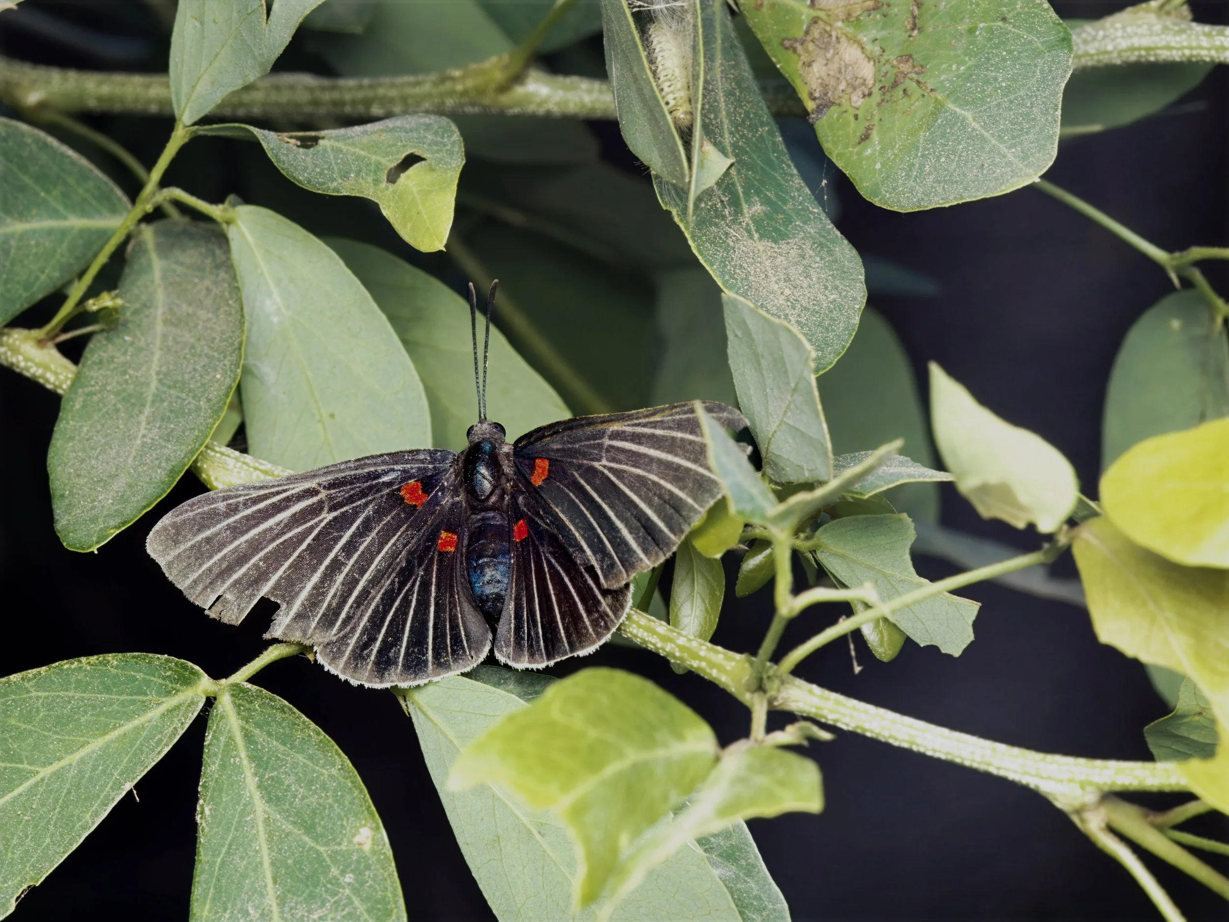 Butterfly.jpg