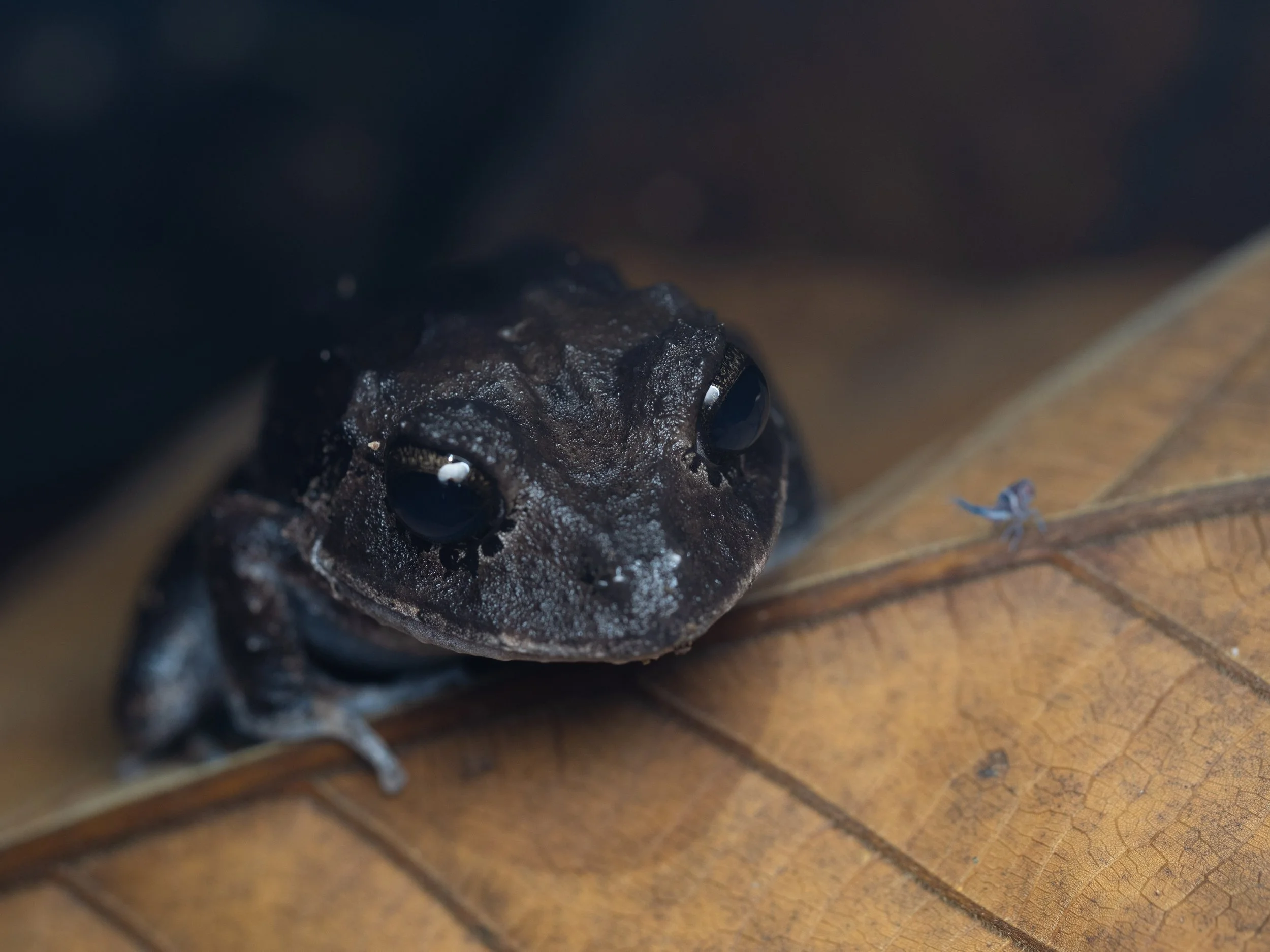 Brown Forest Frog.jpg