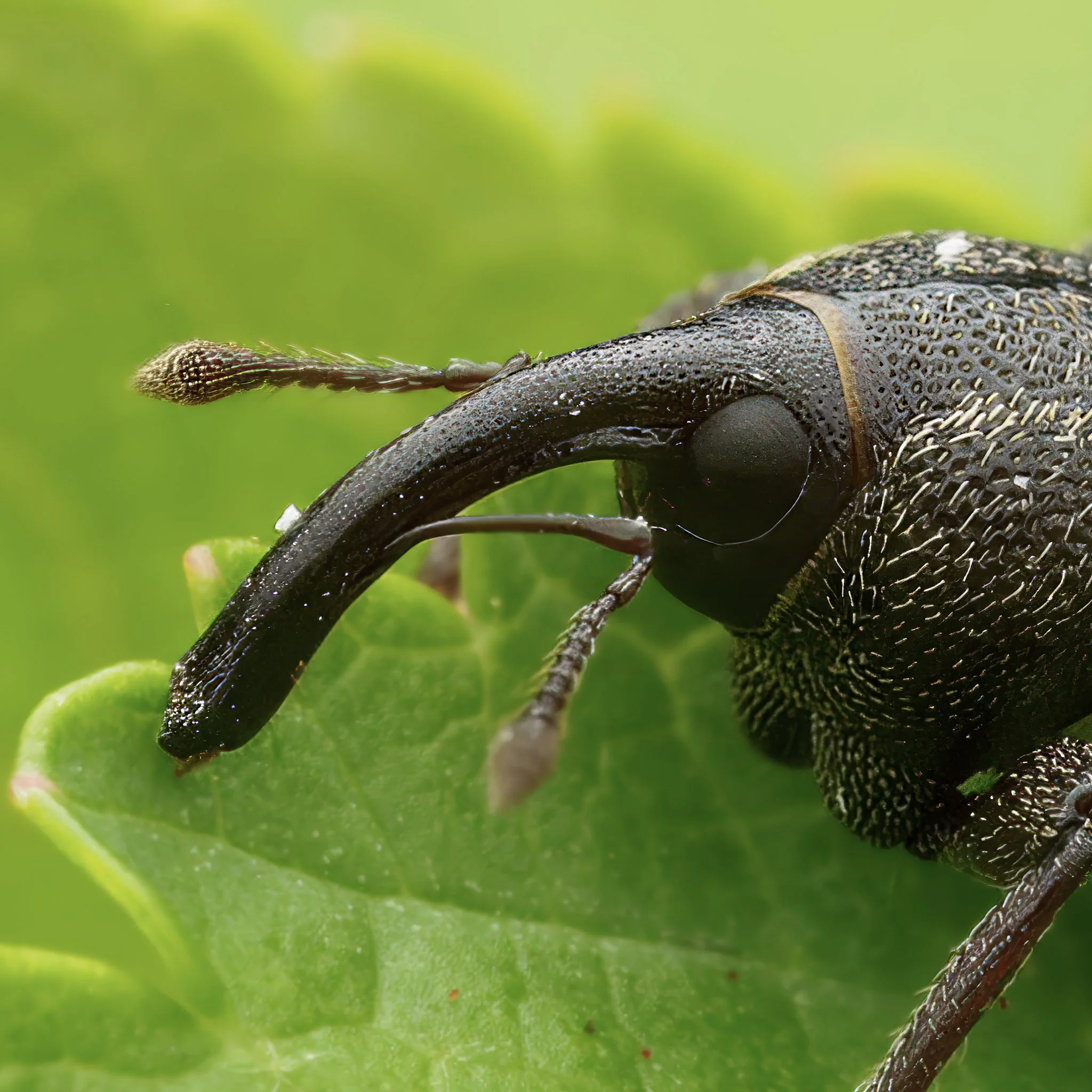 Weevil closeup 1.jpg