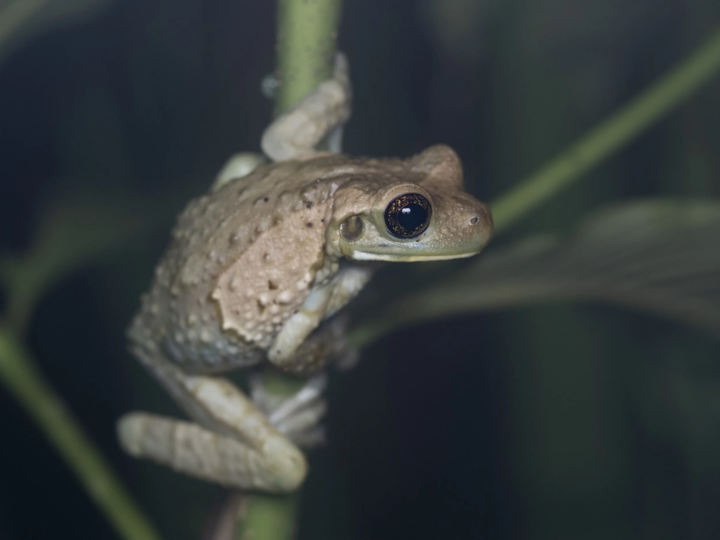 Ghost Frog.jpg