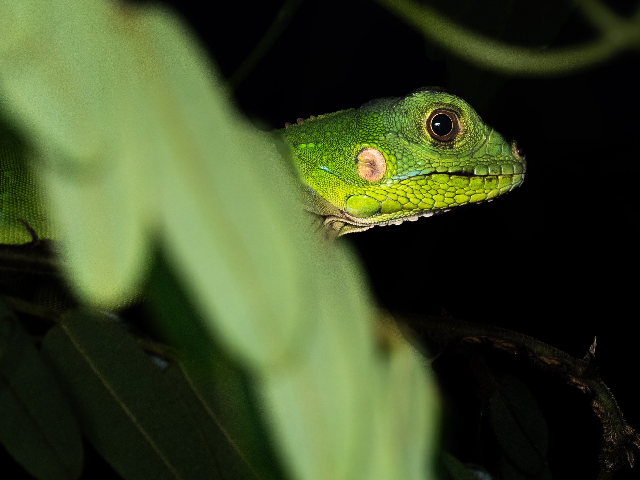 Young Iguana at Night.jpg