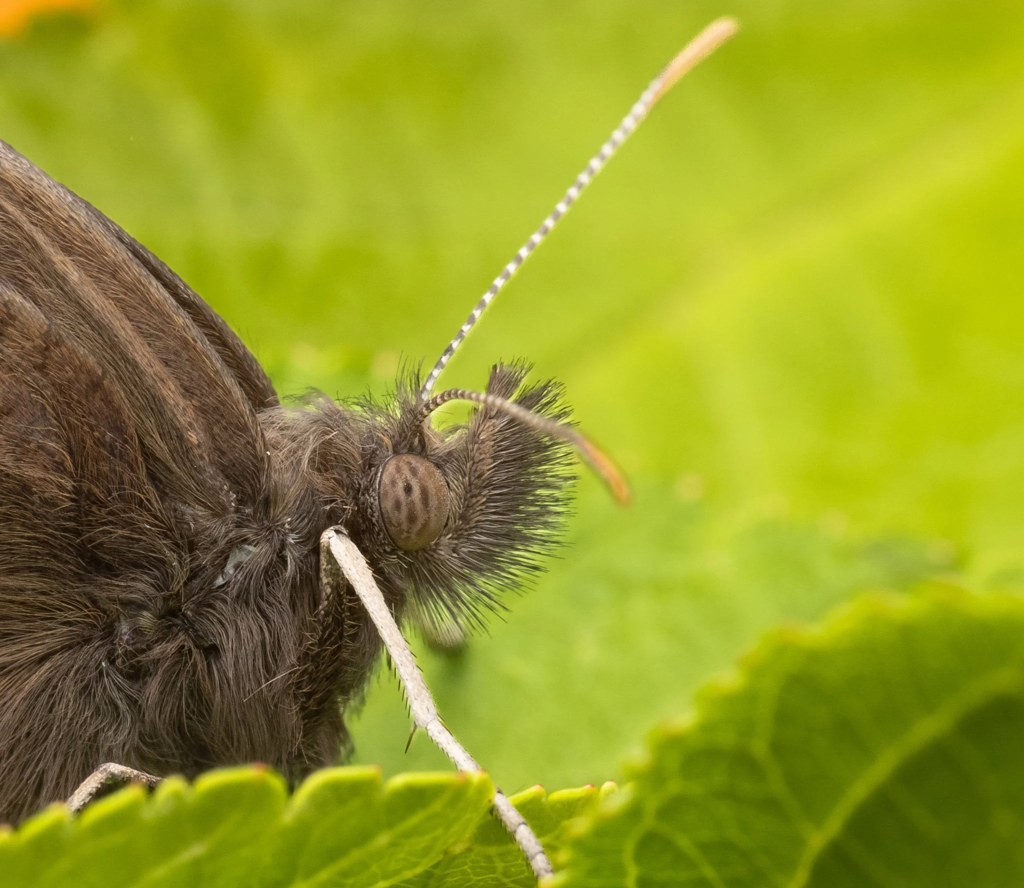 Head of the Wood Nymph.jpg