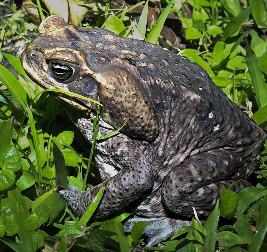 CR Toad 3.jpg