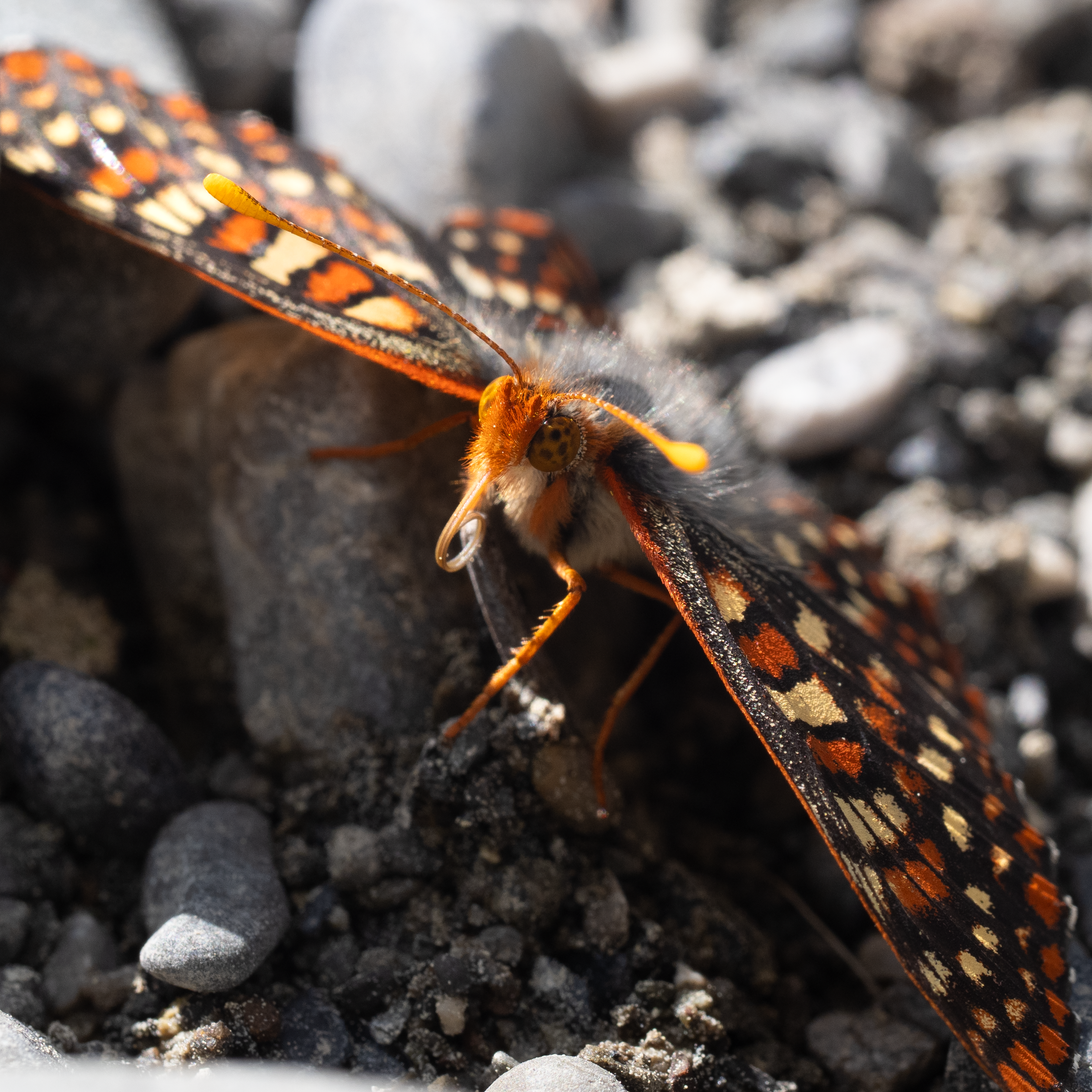P6161344.png