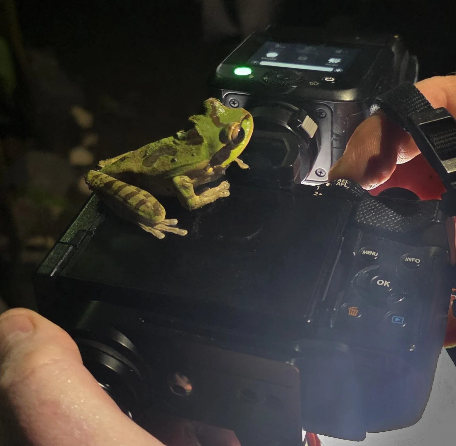 Frog on Camera Square.jpg