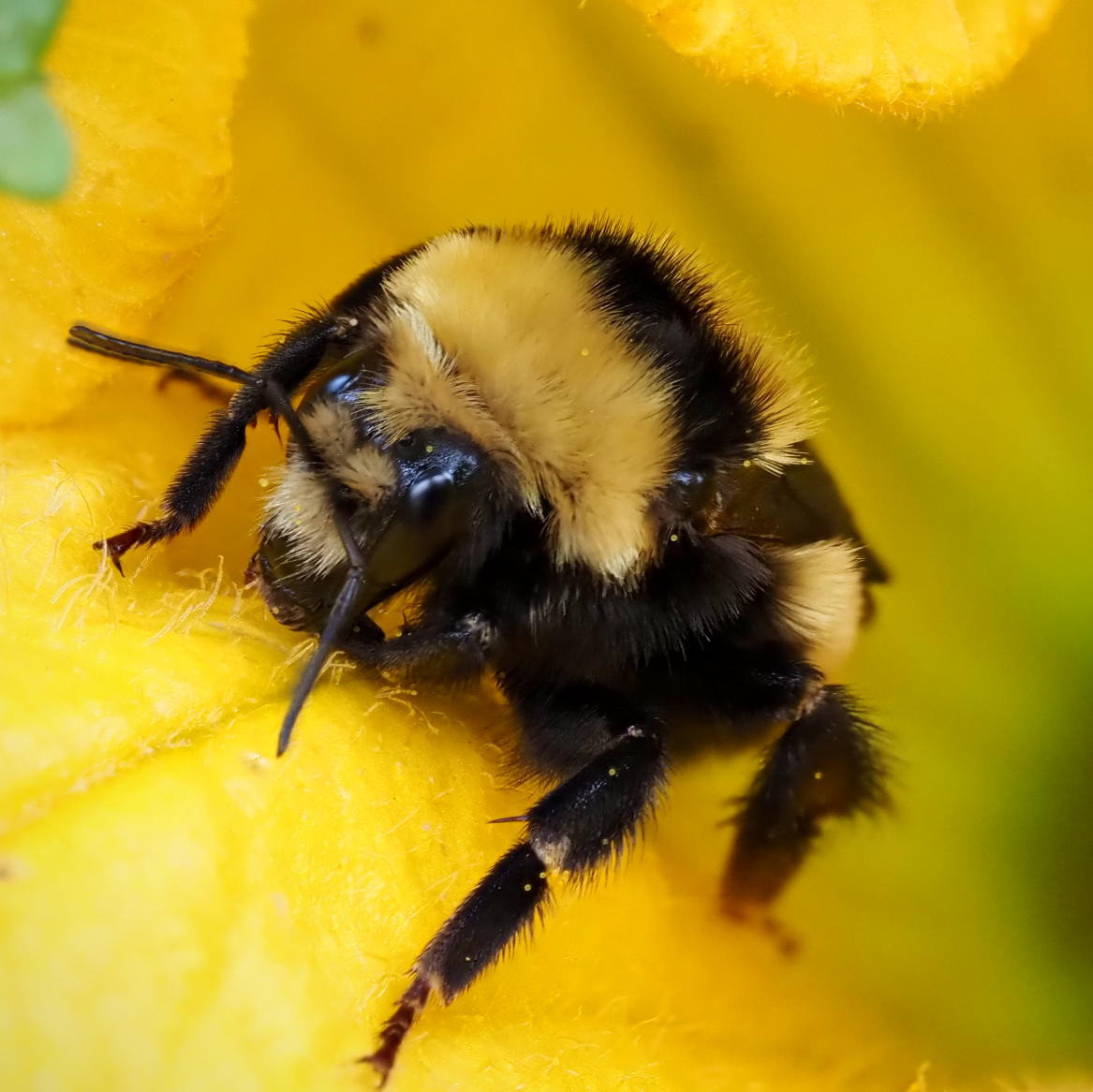 Bumble Bee in Squash Flower.png