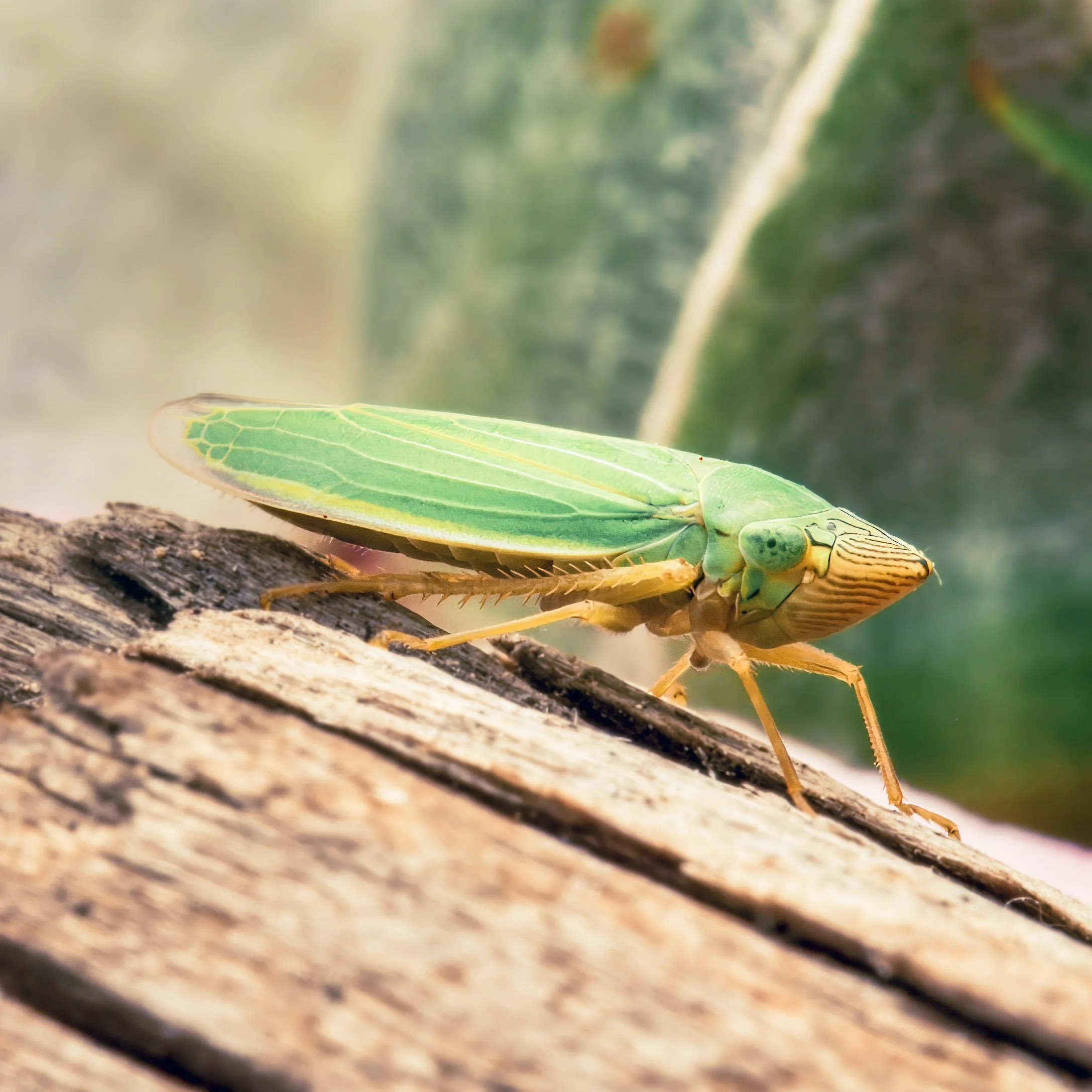 sharpshooter leafhopper .jpg