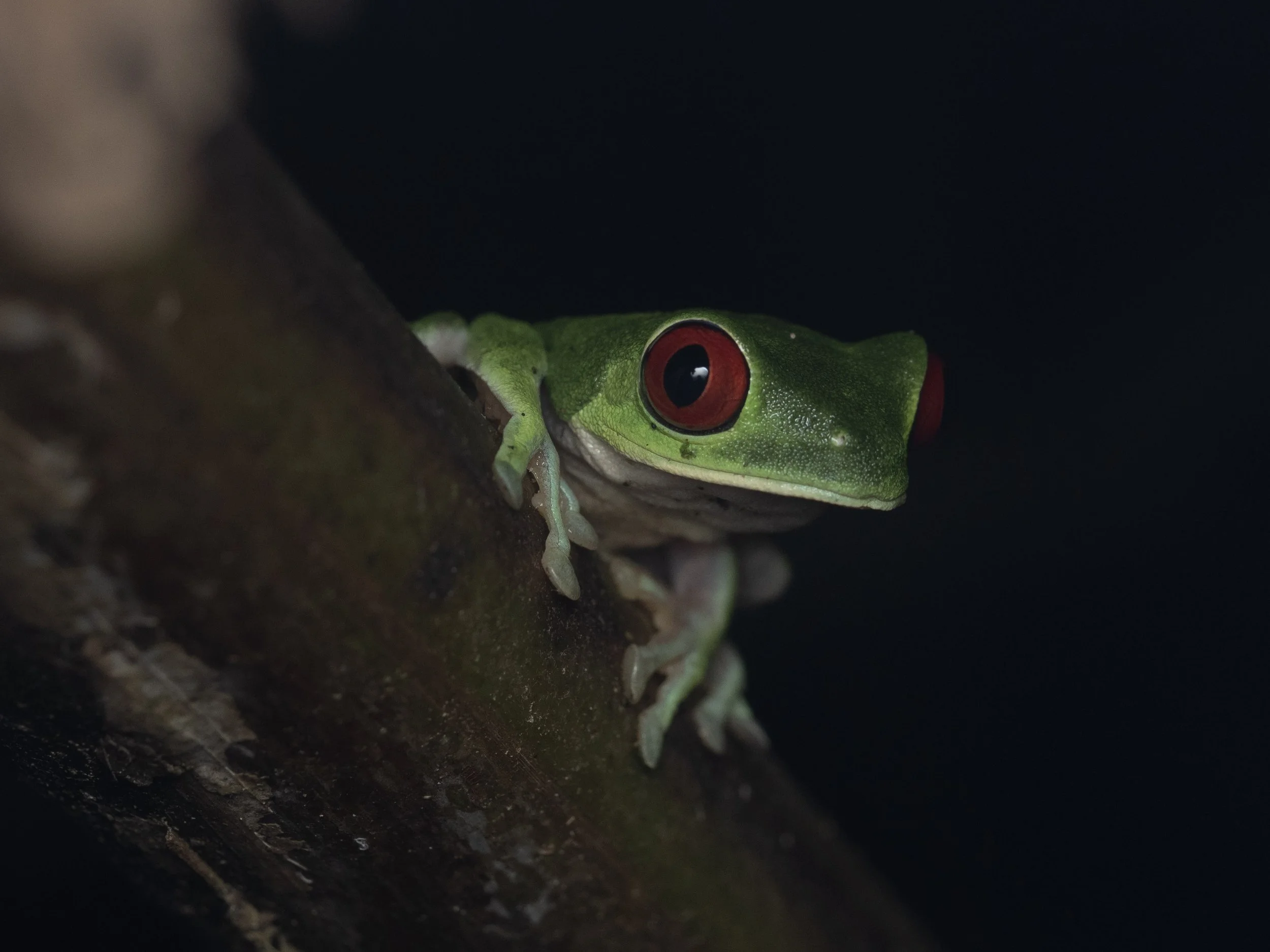 Red Eye Tree Frog 1.jpg