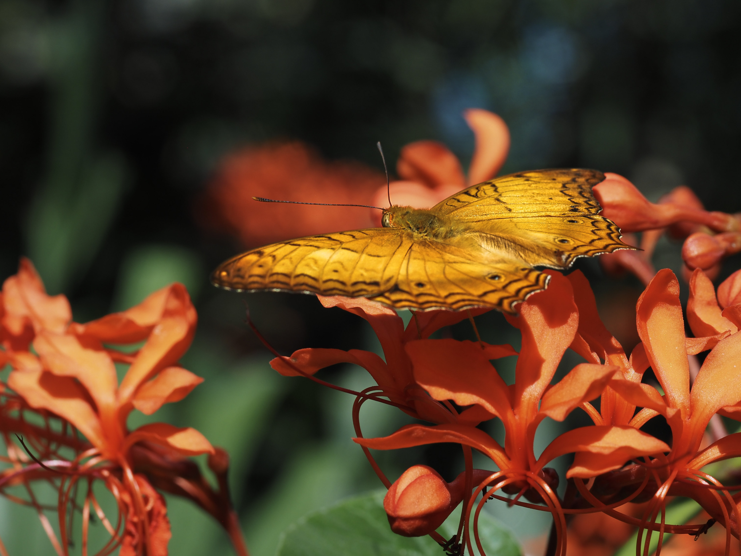 Common Cruiser Butterfly.png