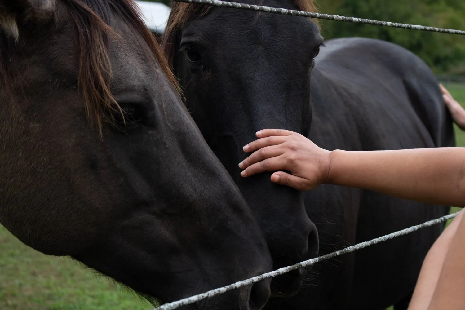  Dawn Lawson-Gula’s farm, where a Truth and Reconciliation event was hosted, was built to call upon the wisdom of horses and animals to help support humans in trauma. Lawson-Gula said she expected to feel better after the walk and reflection, but she