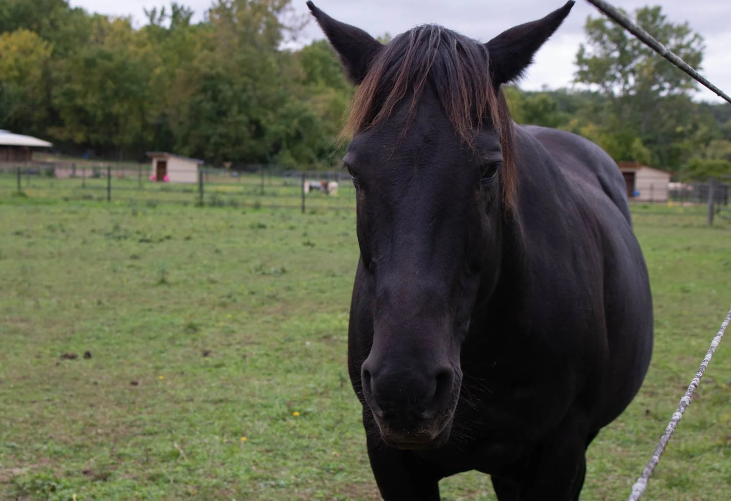  Sandra the horse was rescued an hour before her slaughter. Ever since she healed with the help of Dawn Lawson-Gula, she has been supporting victims and visitors dealing with grief. Lawson-Gula said Sandra is drawn to the energy of grief which proved