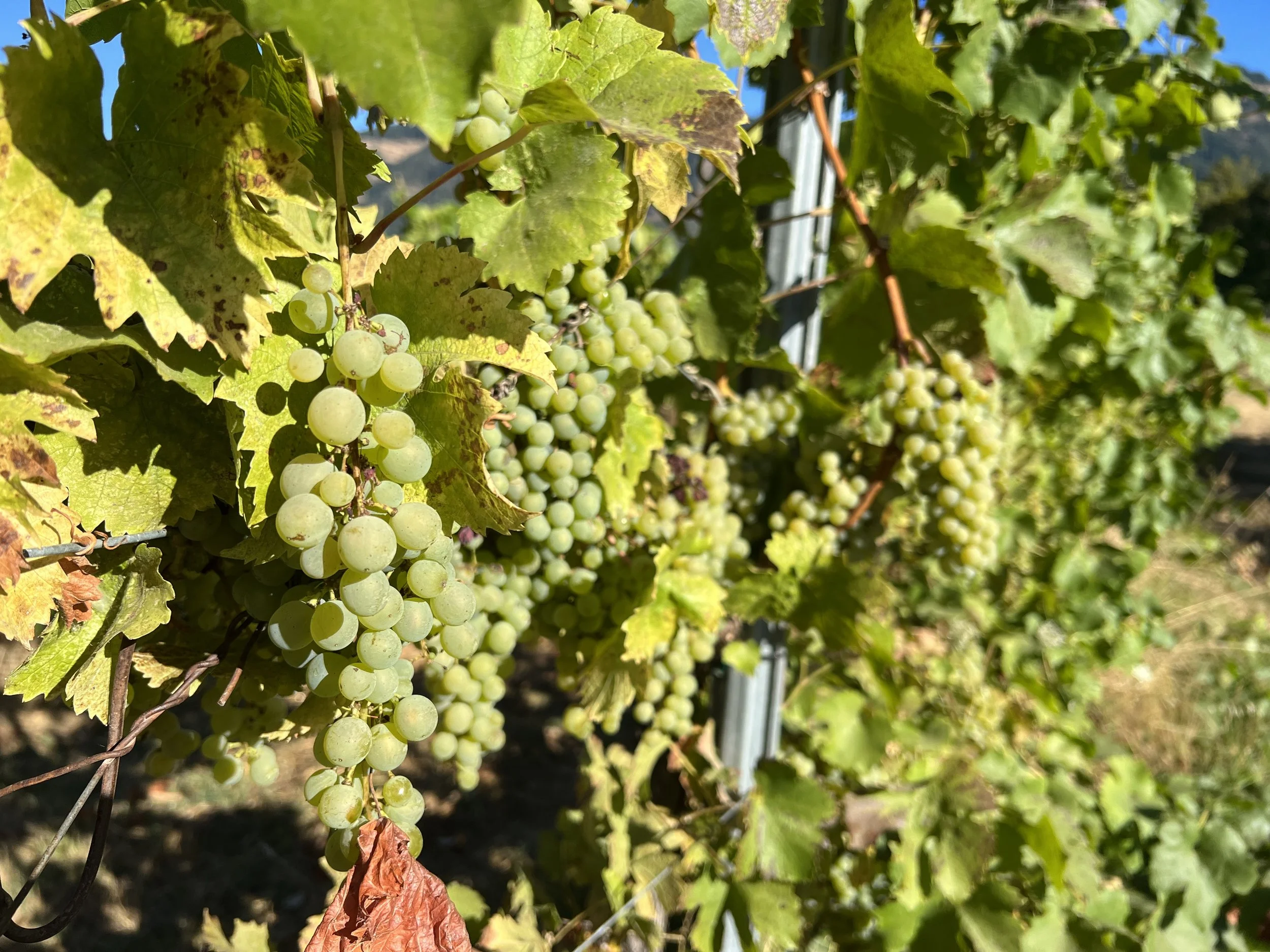 9E42968B-1116-4190-8454-7D84B933C45B Nan.jpeg