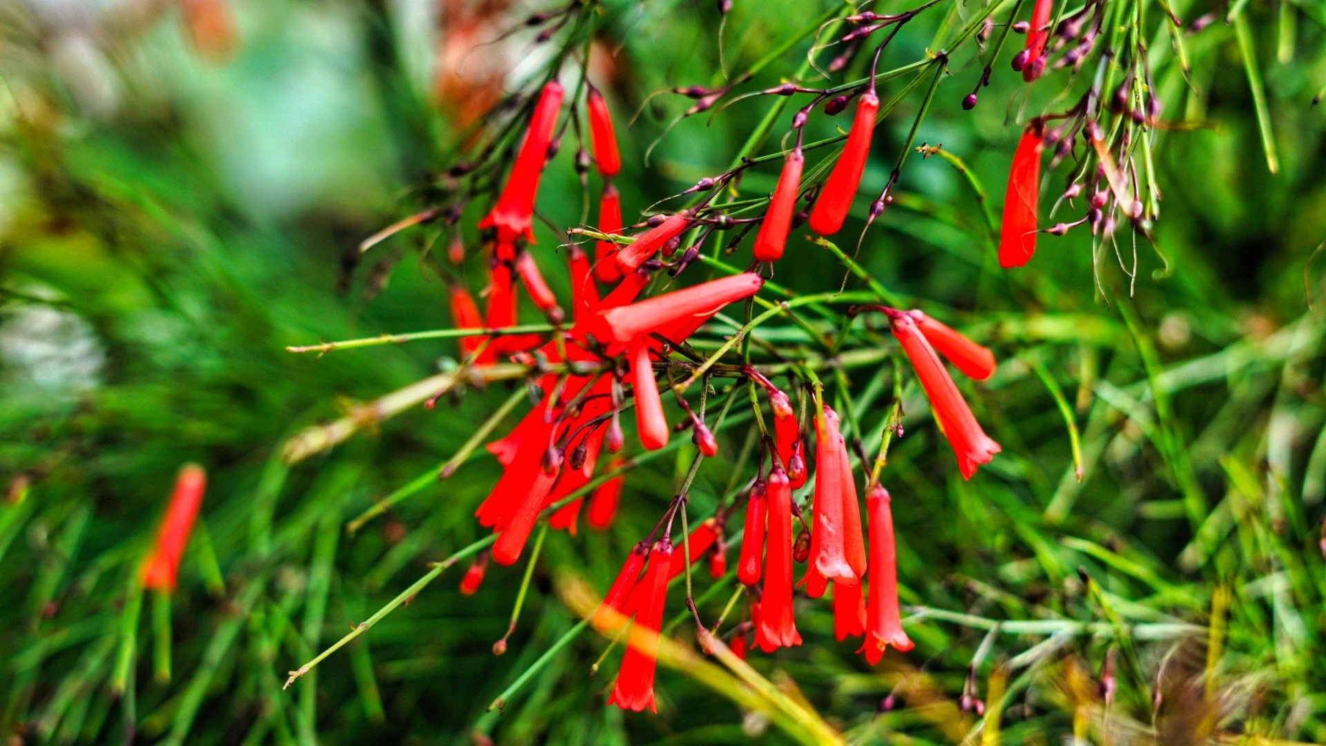 FLOWER TALLAHASSE.jpeg