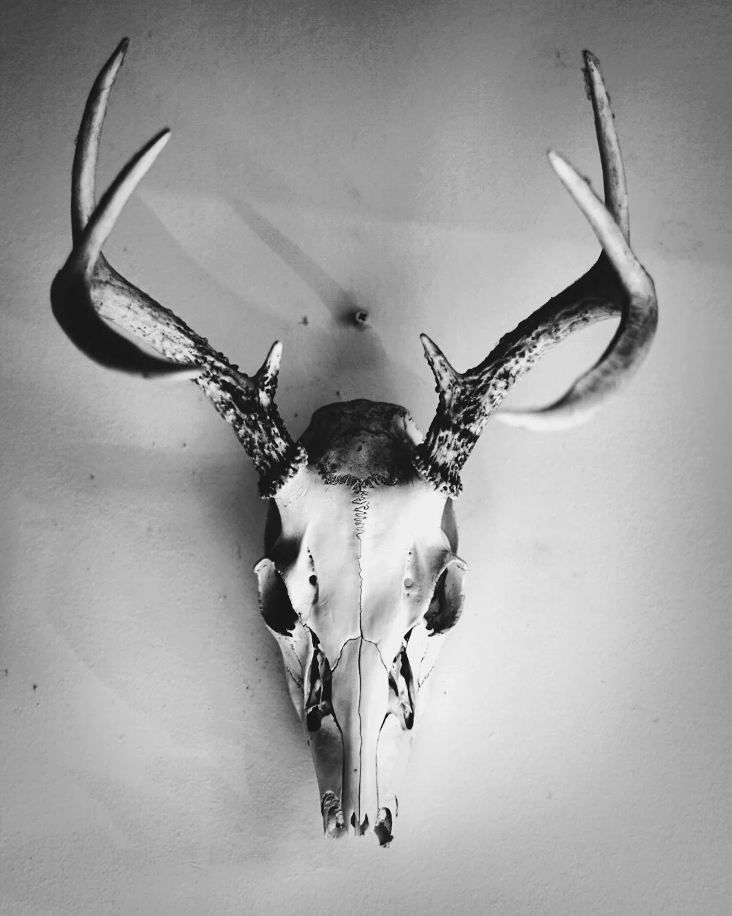 DEER SKULL.jpeg