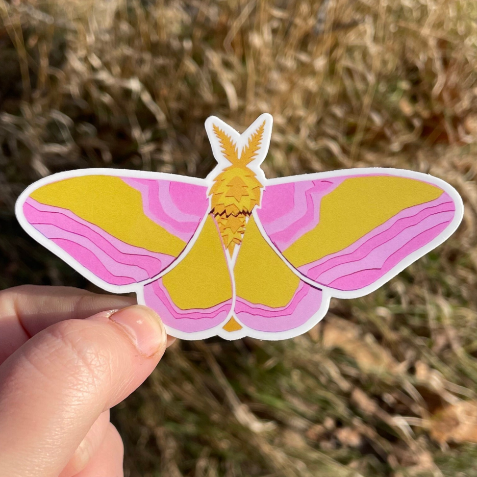 Rosy Maple Moth