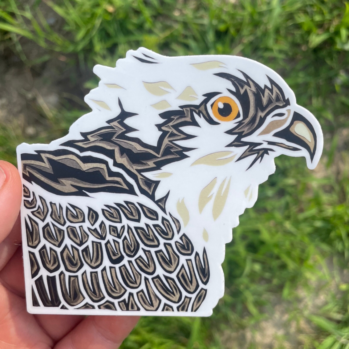 Osprey