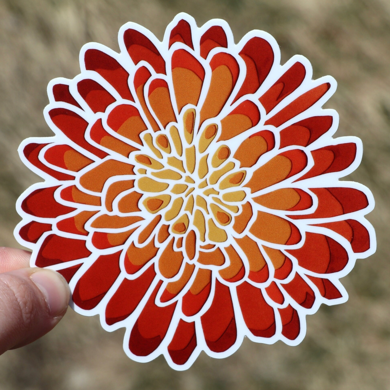 Chrysanthemum