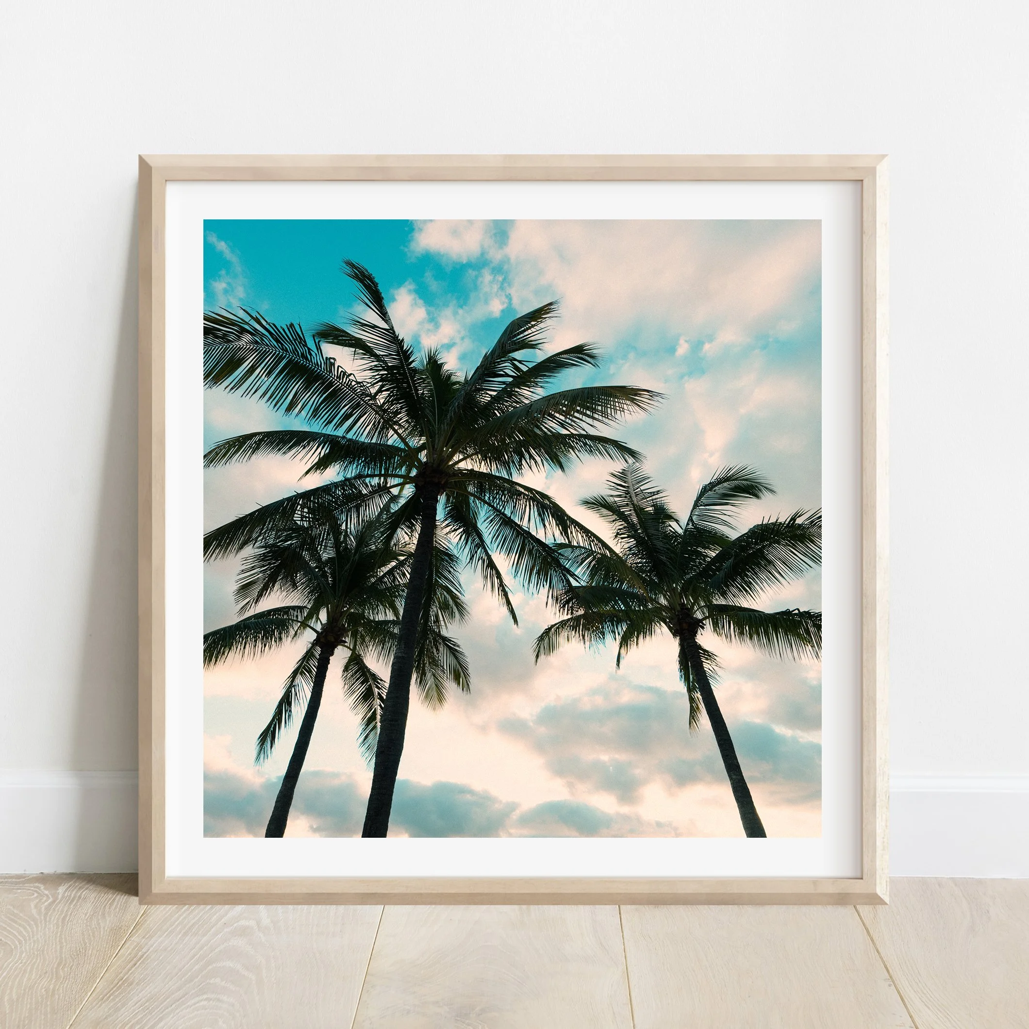 Tropical Palm Trees