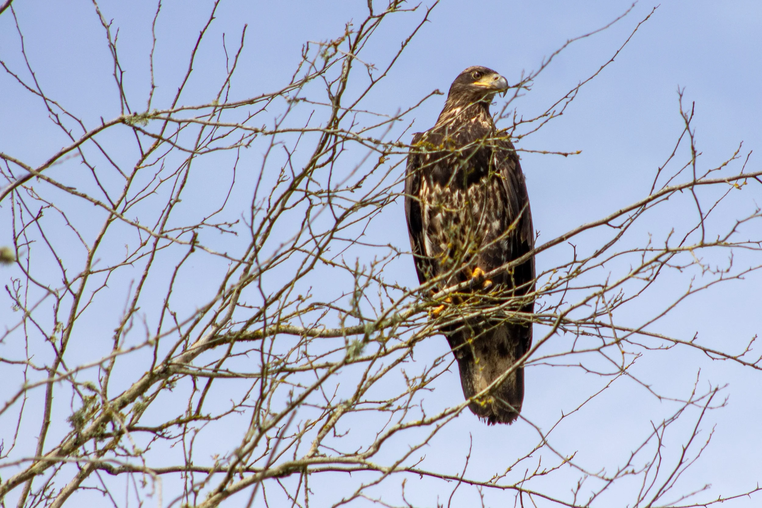 Juvenile bald eagle in tree